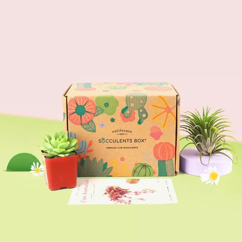 1 Airplant 1 Succulent/ Month | Succulent Subscription Boxes