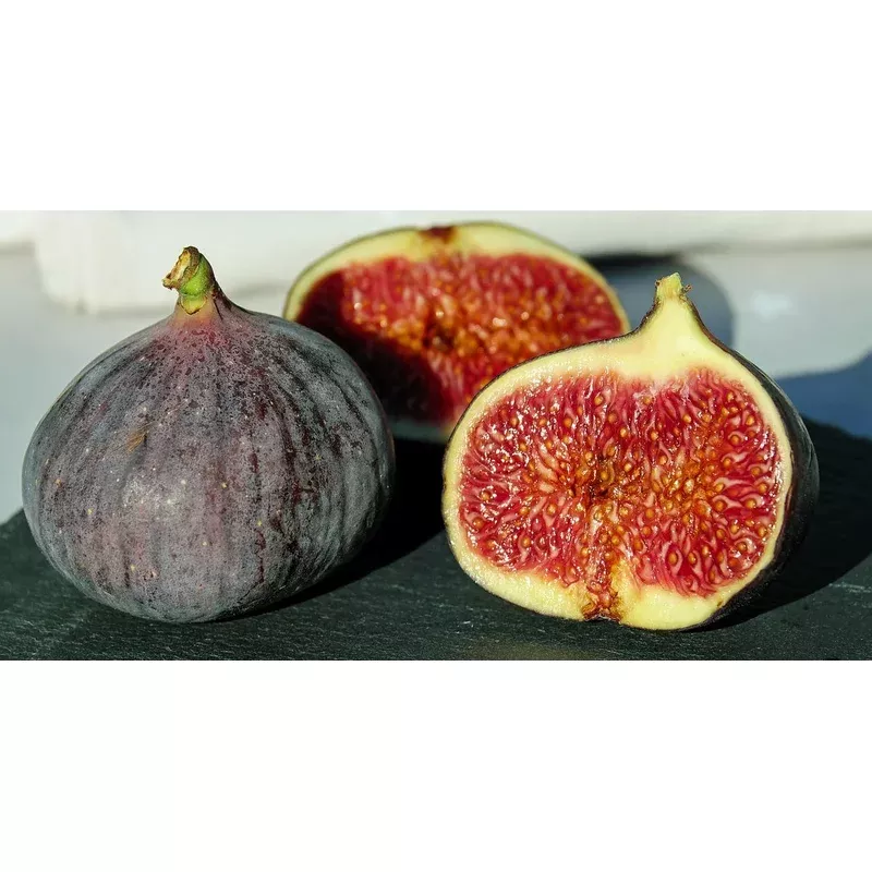 1 gal. Chicago Hardy Fig Tree – Among the hardiest fig trees!
