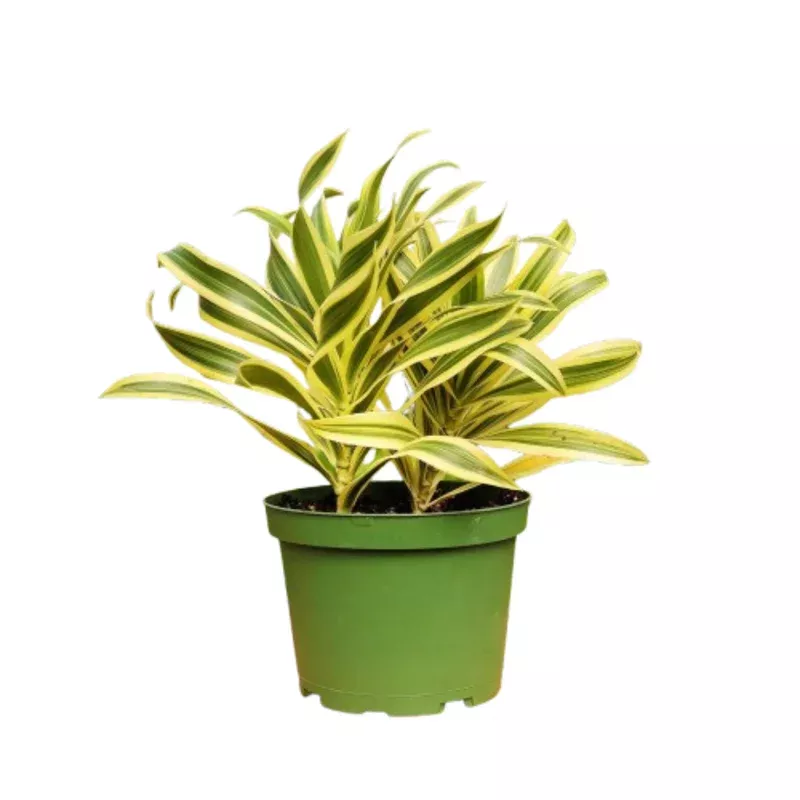 1 Mystery Plant Monthly Subscription Box