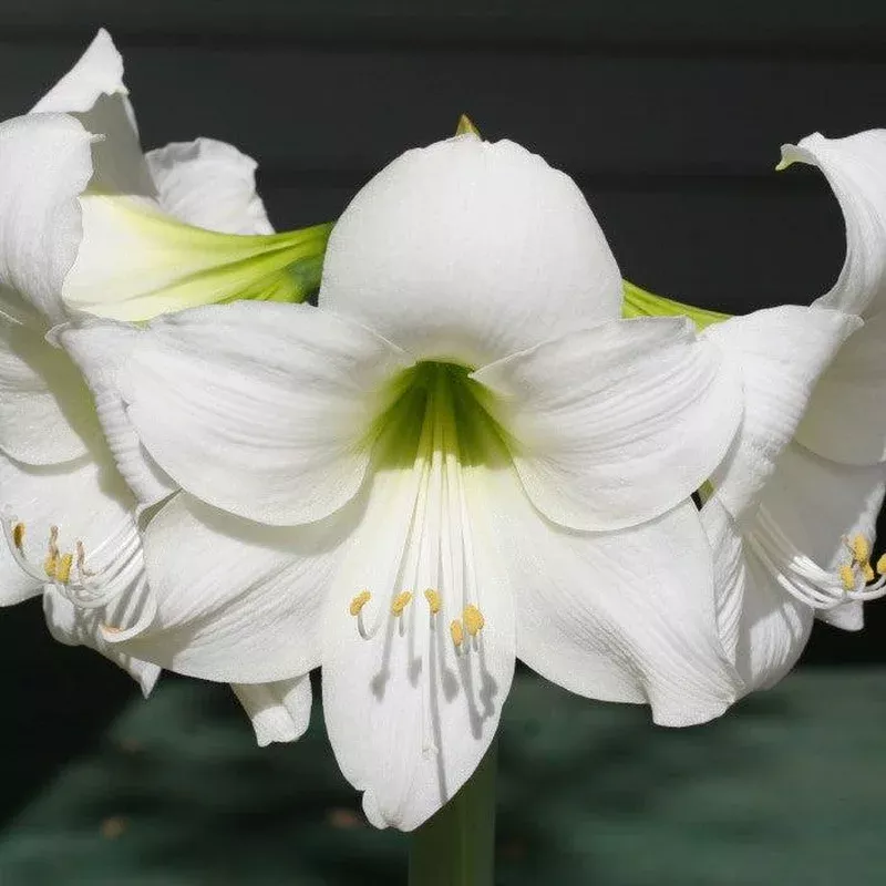 ~ Amaryllis, Assorted Colors