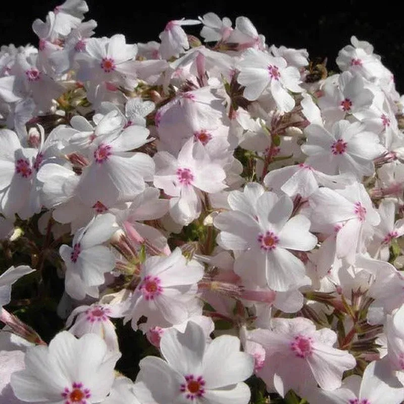 ‘Amazing Grace’ Creeping Phlox