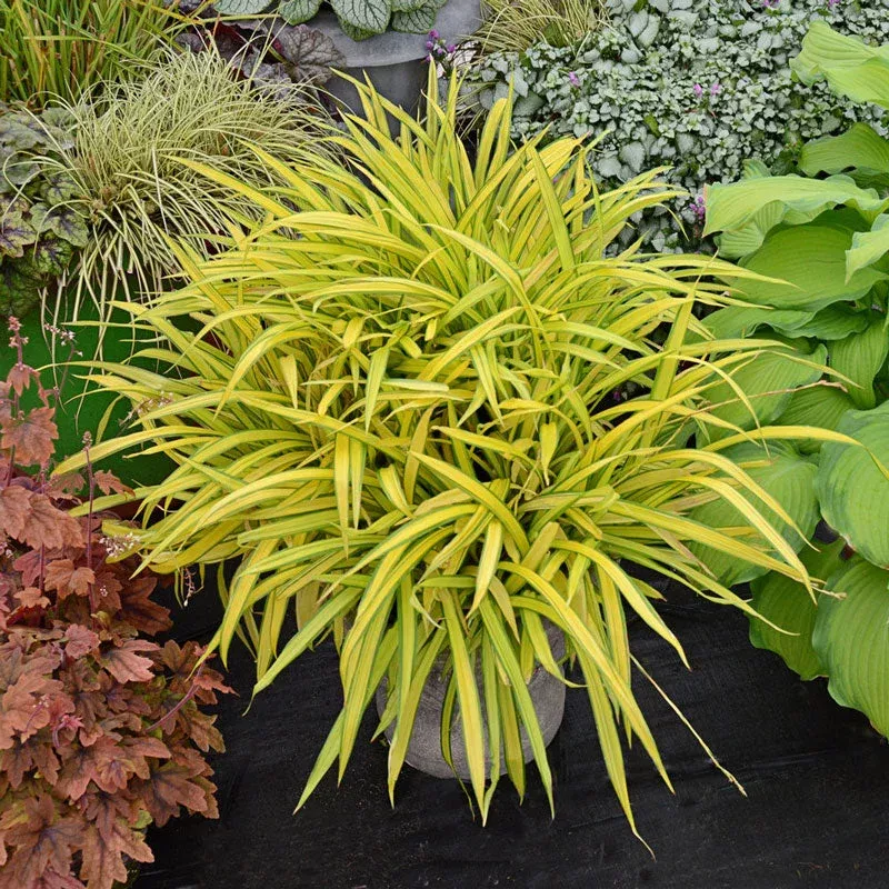 ‘Banana Boat’ Creeping Sedge