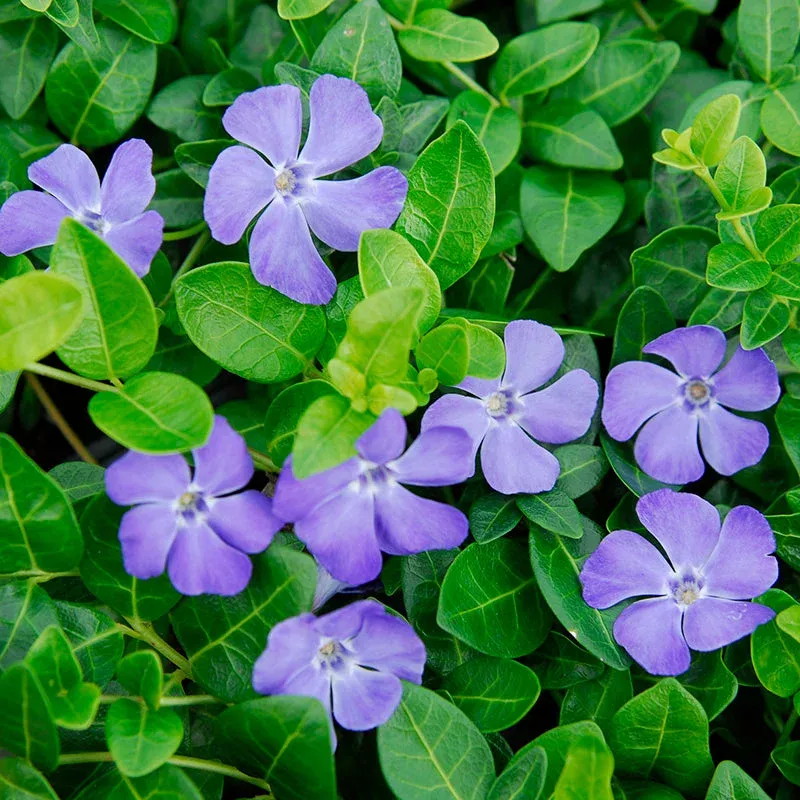 ‘Bowles’ Periwinkle Vine (Vinca)
