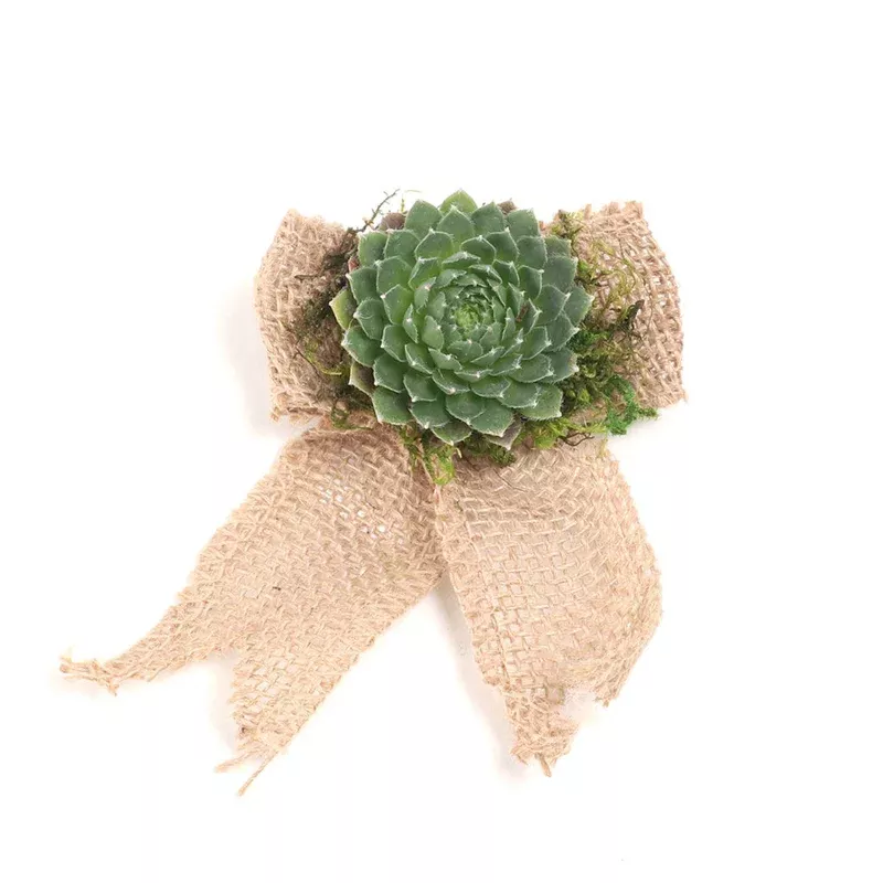 ‘Burlap Bow’ Succulent Ornament