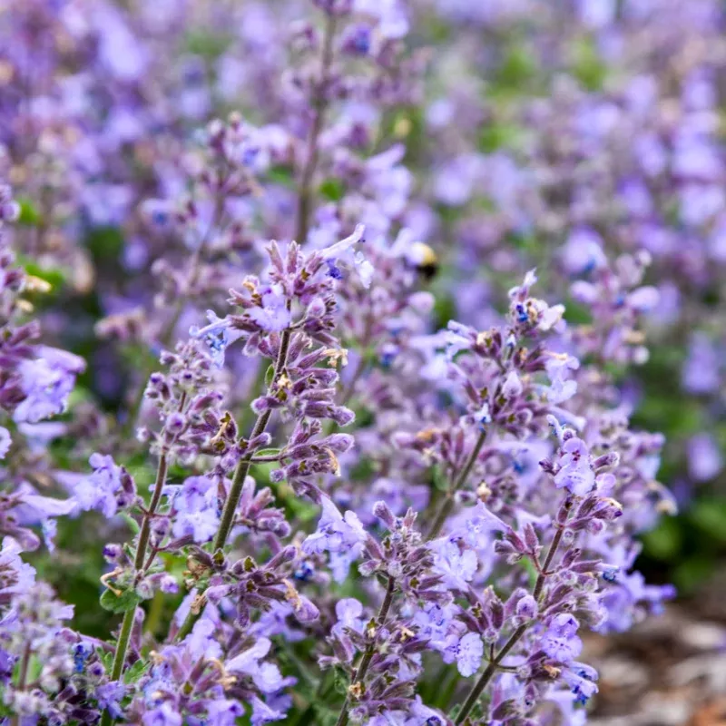 ‘Catwalk Queen’ Catmint (Nepeta)