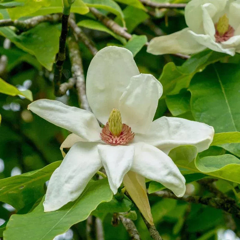 ‘Charles Coates’ Magnolia