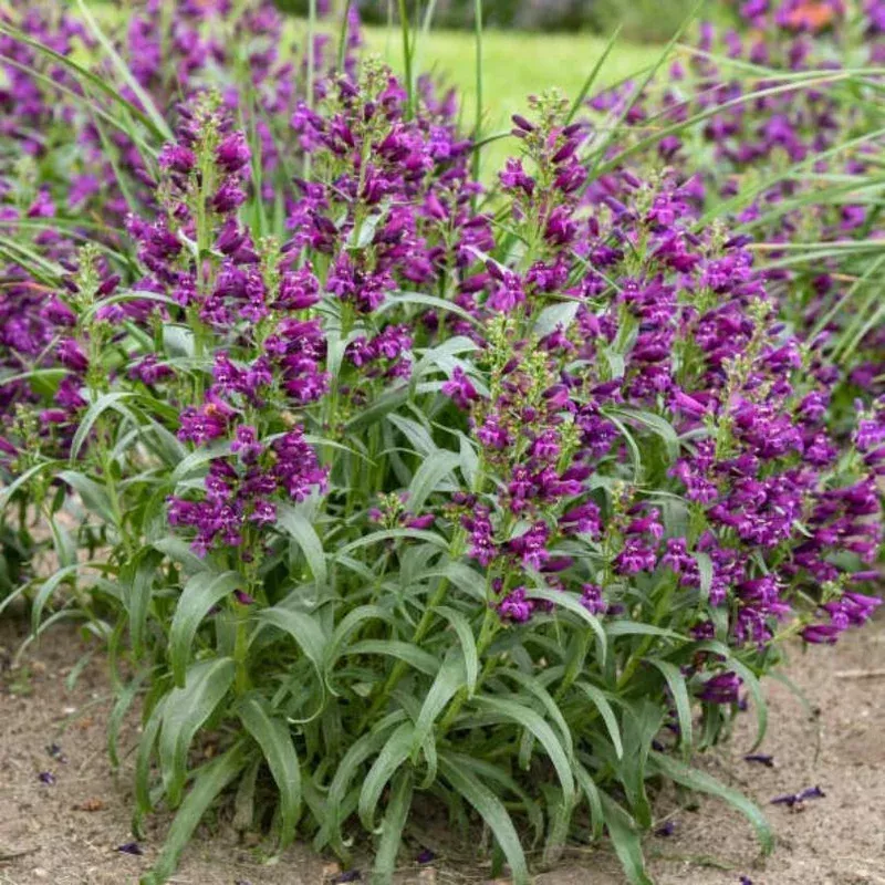 ‘Dark Amethyst’ Beardtongue (Penstemon)