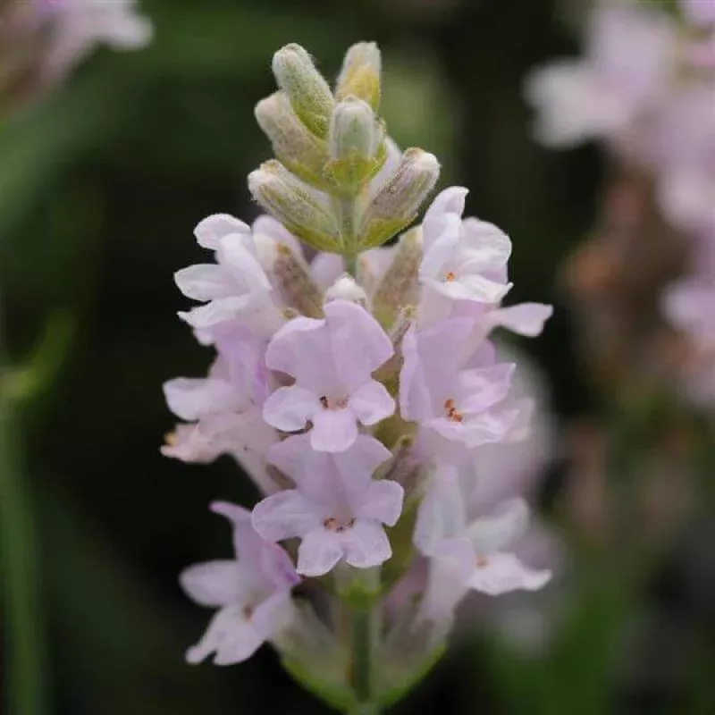 ‘Ellagance Pink’ Lavender