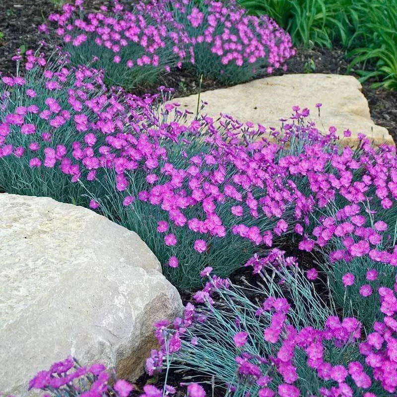 ‘Firewitch’ Dianthus