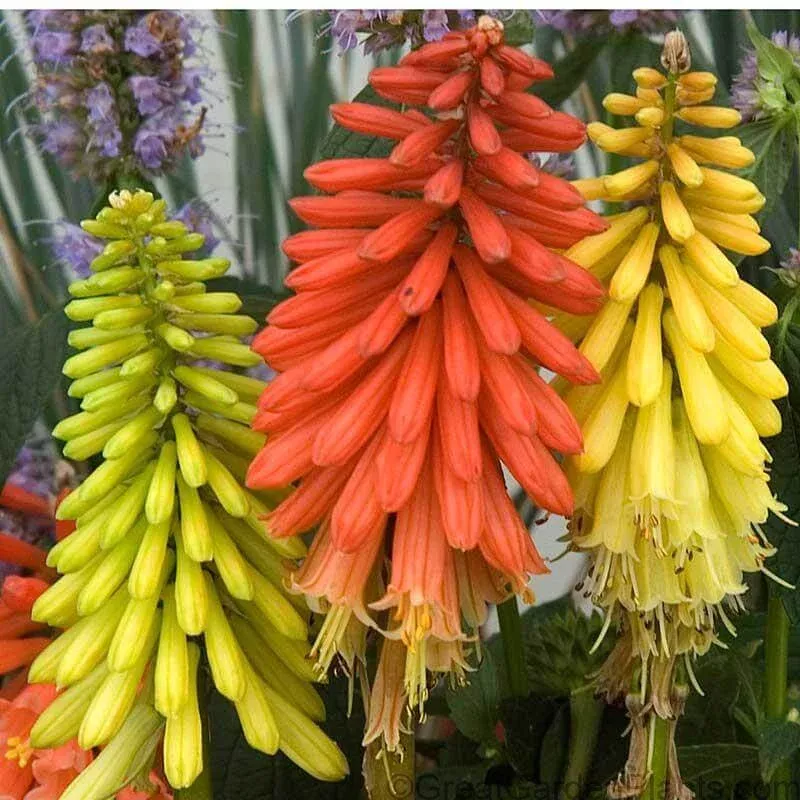 ‘Flamenco’ Red Hot Poker (Kniphofia)