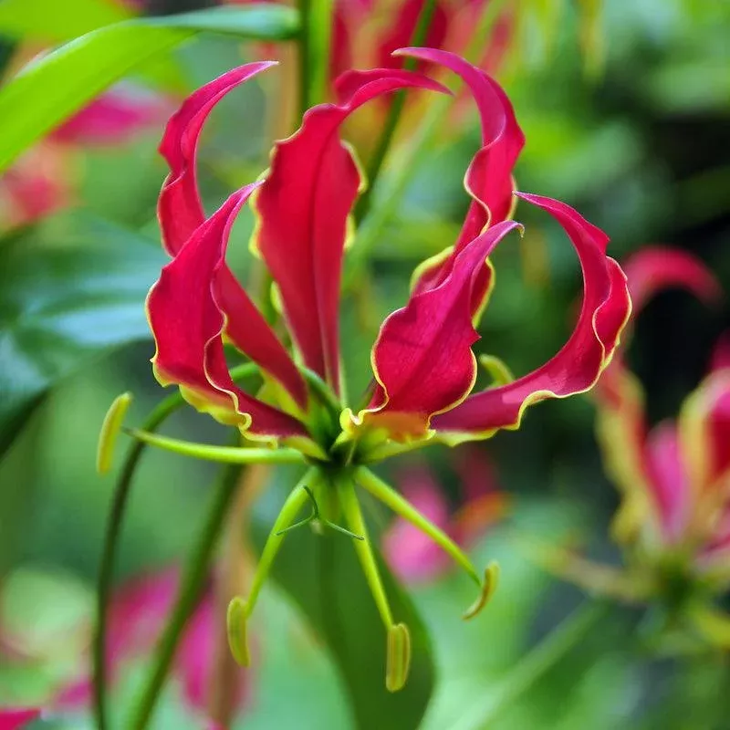 (Glory Lily) Gloriosa Lily (1/pk)