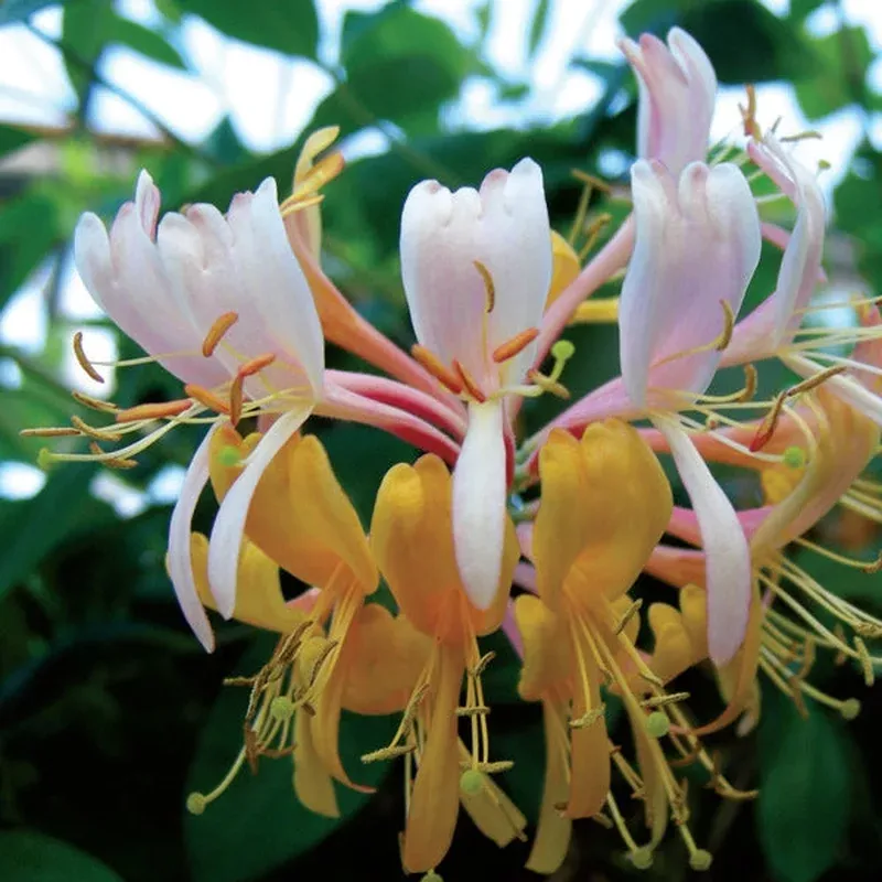 ‘Gold Flame’ Honeysuckle – Lonicera x heckrottii