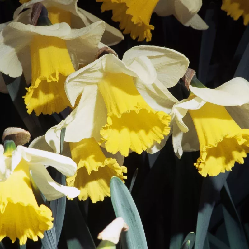 ‘Holland Sensation’ Trumpet Daffodil (Narcissus)