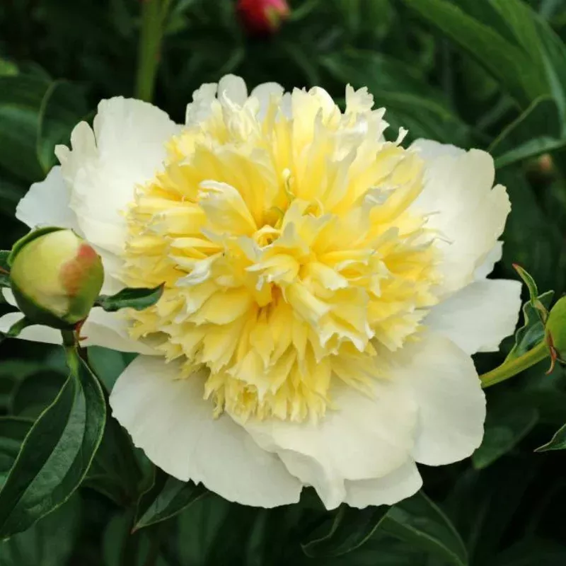 ‘Honey Gold’ Garden Peony (Paeonia)