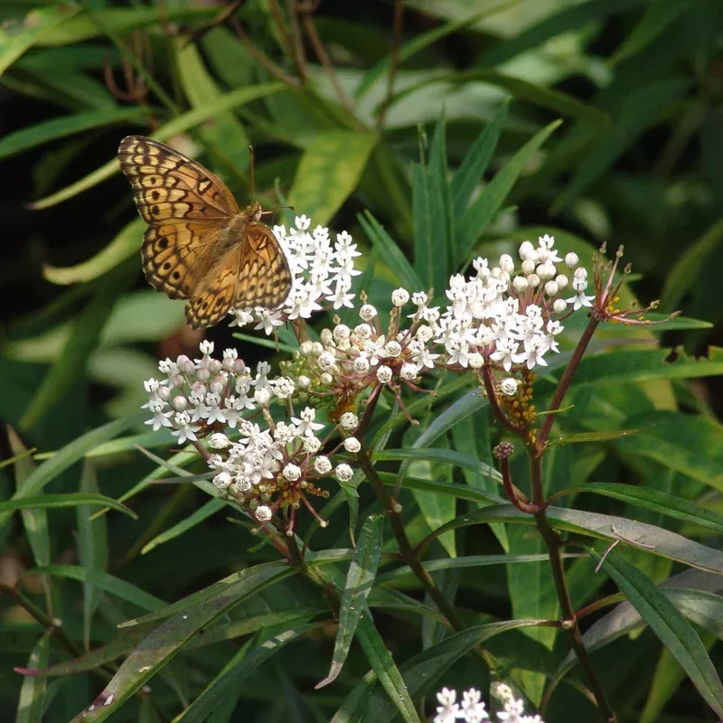 ‘Ice Ballet’ Swamp Milkweed (Asclepias)