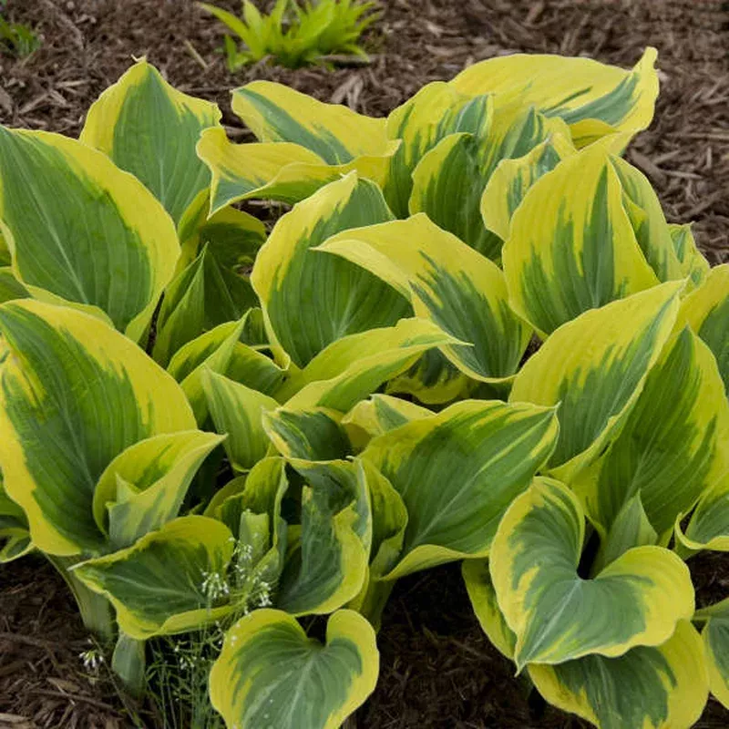 ‘Liberty’ Hosta