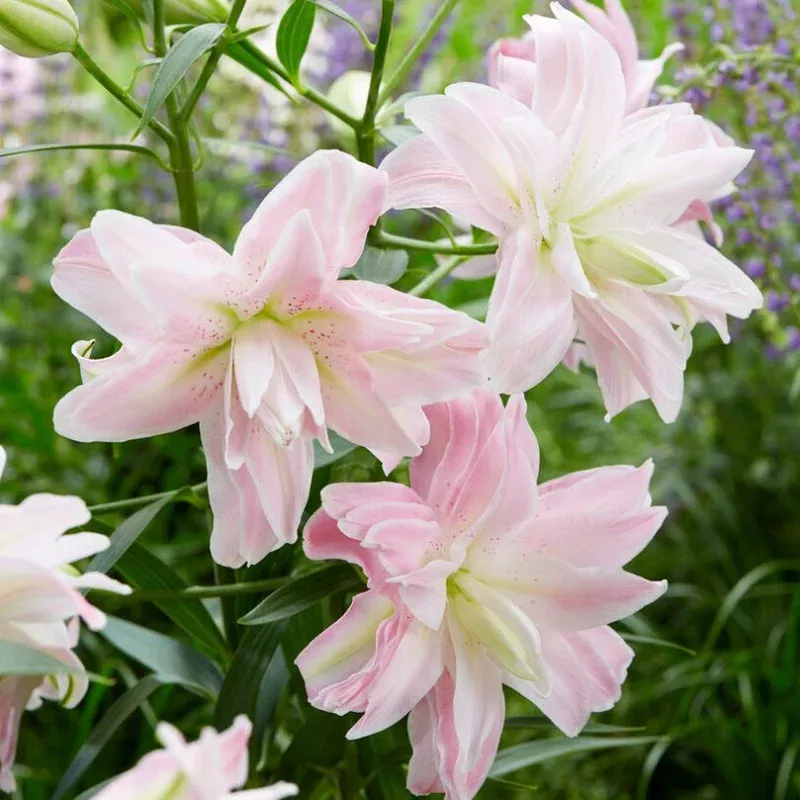 ‘Lotus Queen’ Lily