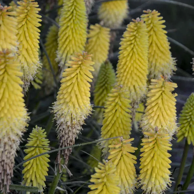‘Lucky Lemons’ Red Hot Poker