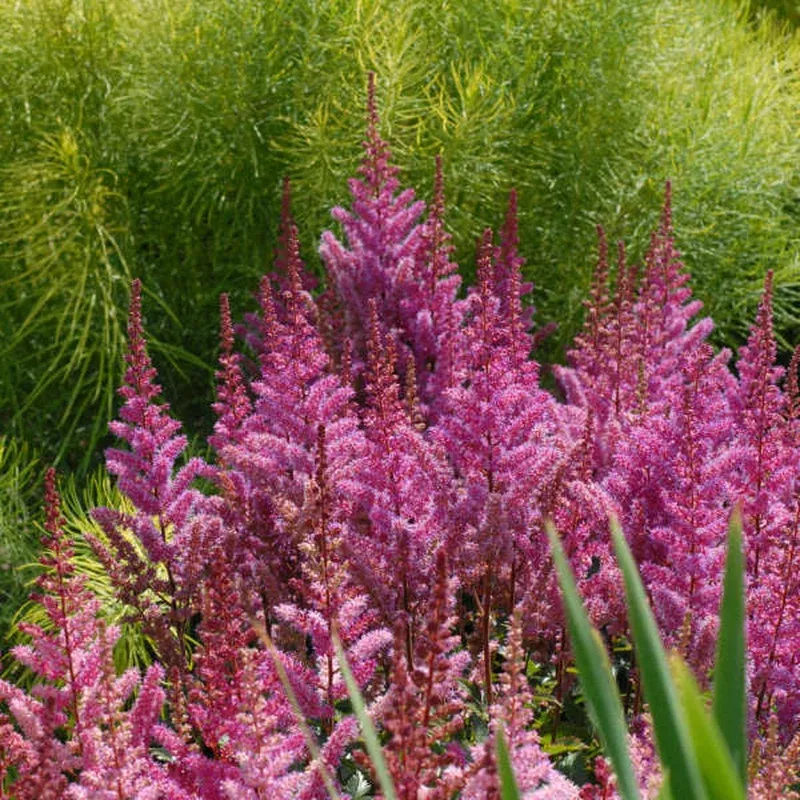 ‘Maggie Daley’ Astilbe