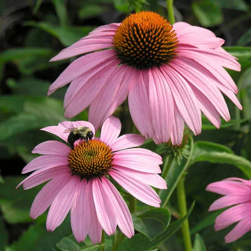 ‘Magnus’ Coneflower – Echinacea purpurea