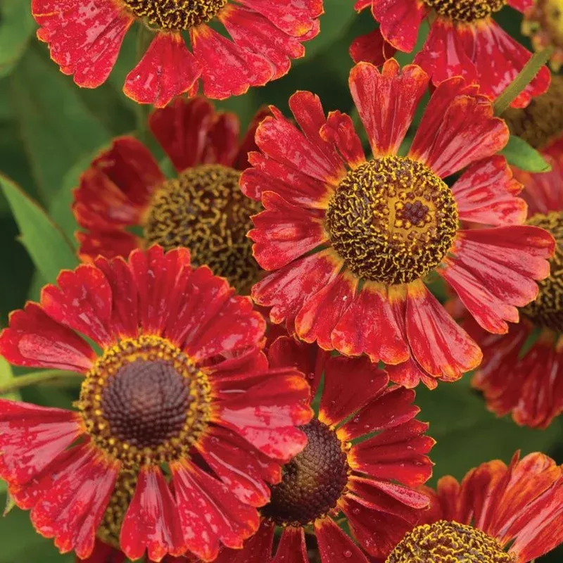 ‘Mariachi Salsa’ Sneezeweed (Helenium)