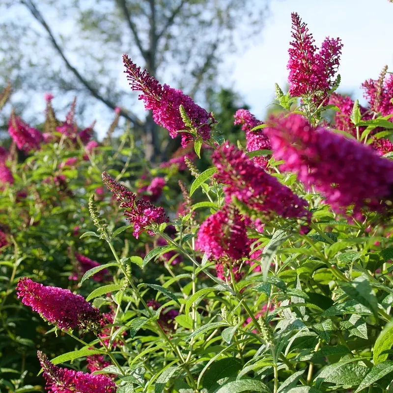 ‘Miss Molly’ Butterfly Bush (Buddleia)