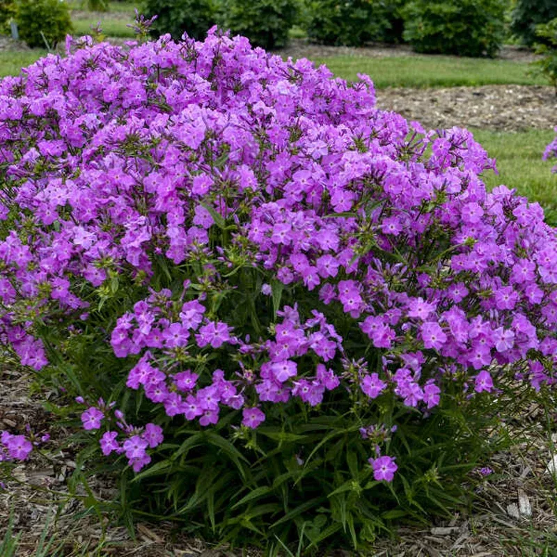‘Opening Act Romance’ Hybrid Phlox