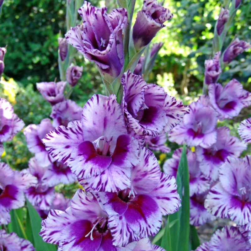 ‘Passos’ Gladiolus