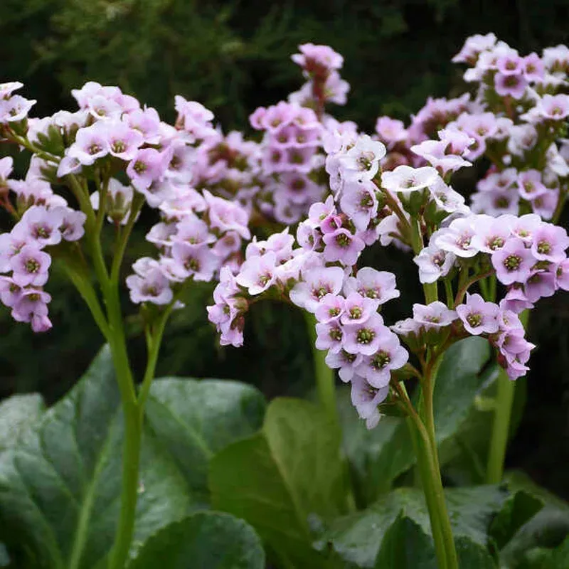 ‘Peppermint Patty’ Pigsqueak (Bergenia)