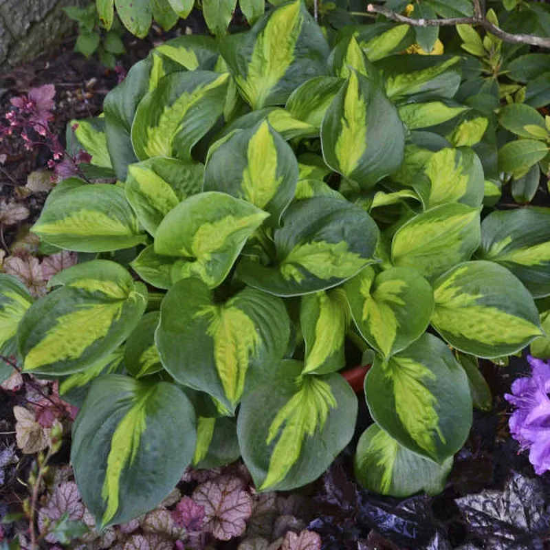 ‘Pocketful of Sunshine’ Hosta
