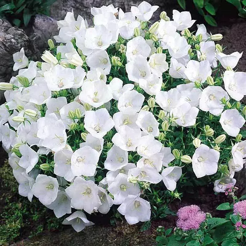 ‘Rapido White’ Bellflower (Campanula)