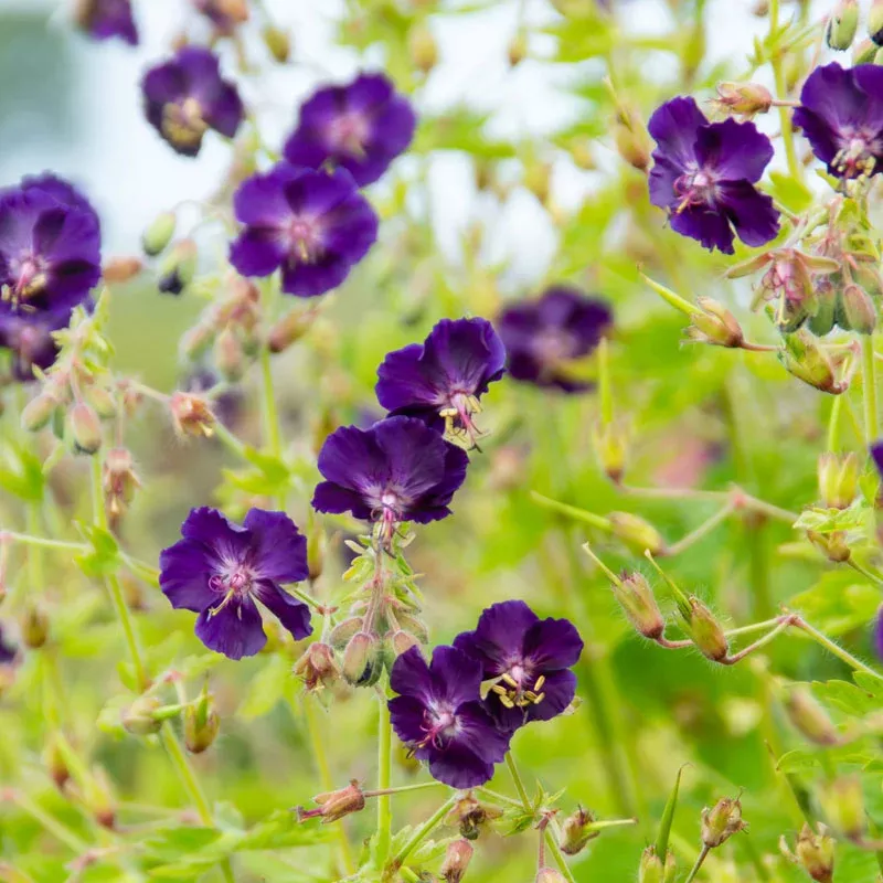 ‘Raven’ Cranesbill (Geranium)