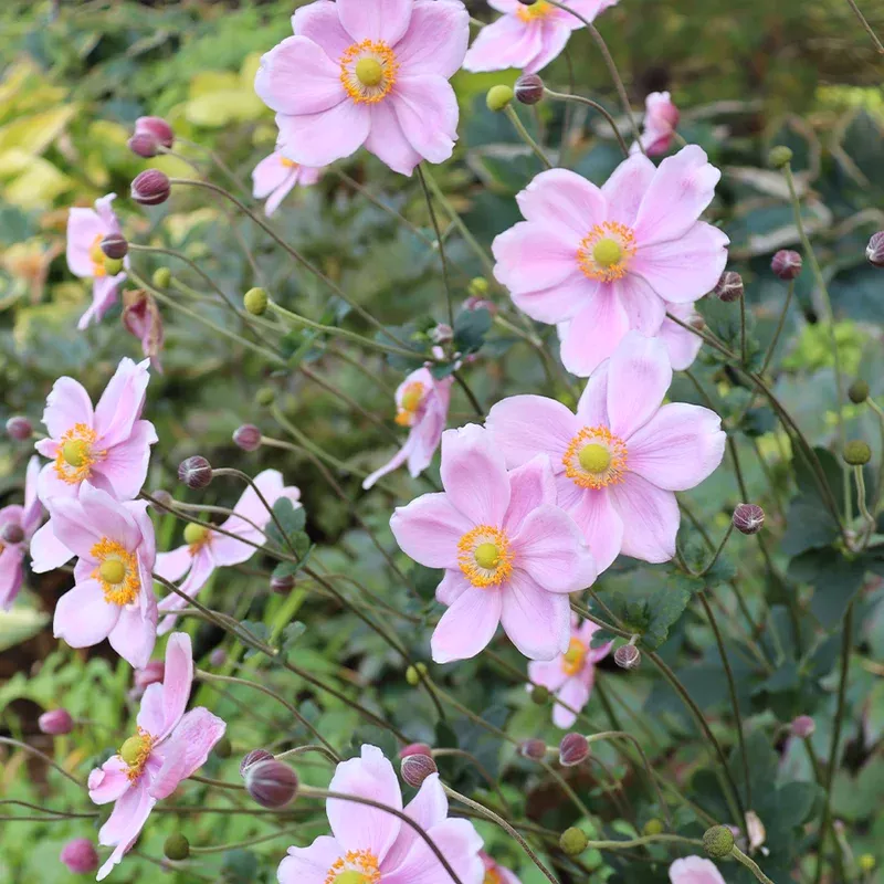 ‘Robustissima’ Japanese Anemone