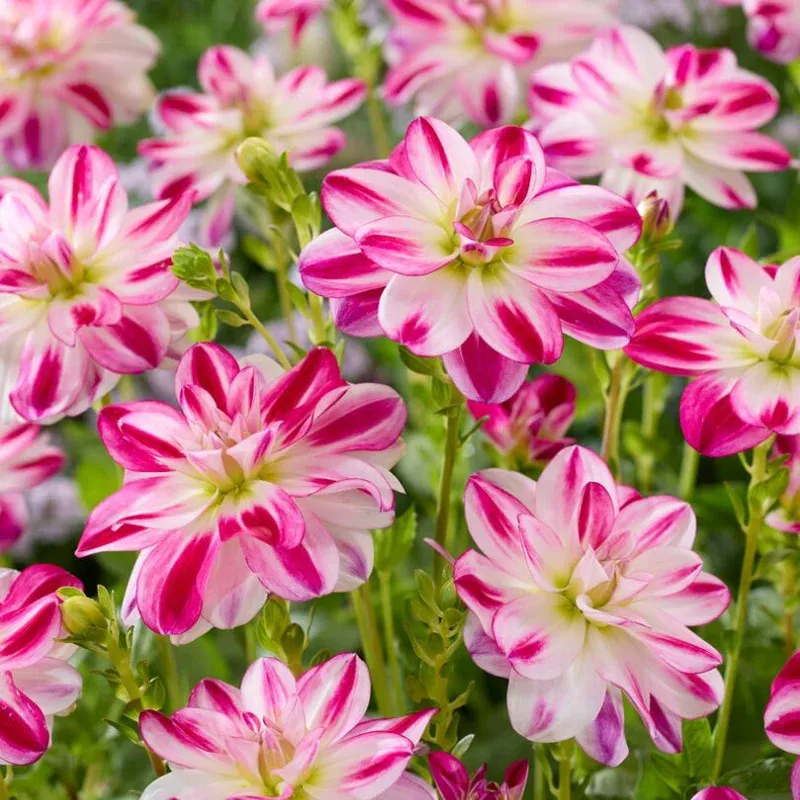 ‘Saint Martin’ Dahlia