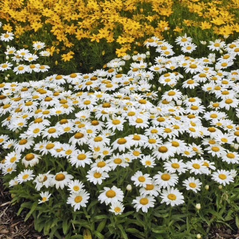 ‘Snowcap’ Shasta Daisy (Leucanthemum)