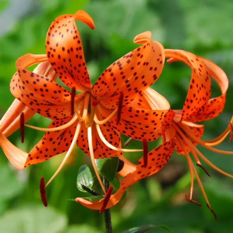 ‘Splendens’ Tiger Lily (Lilium)