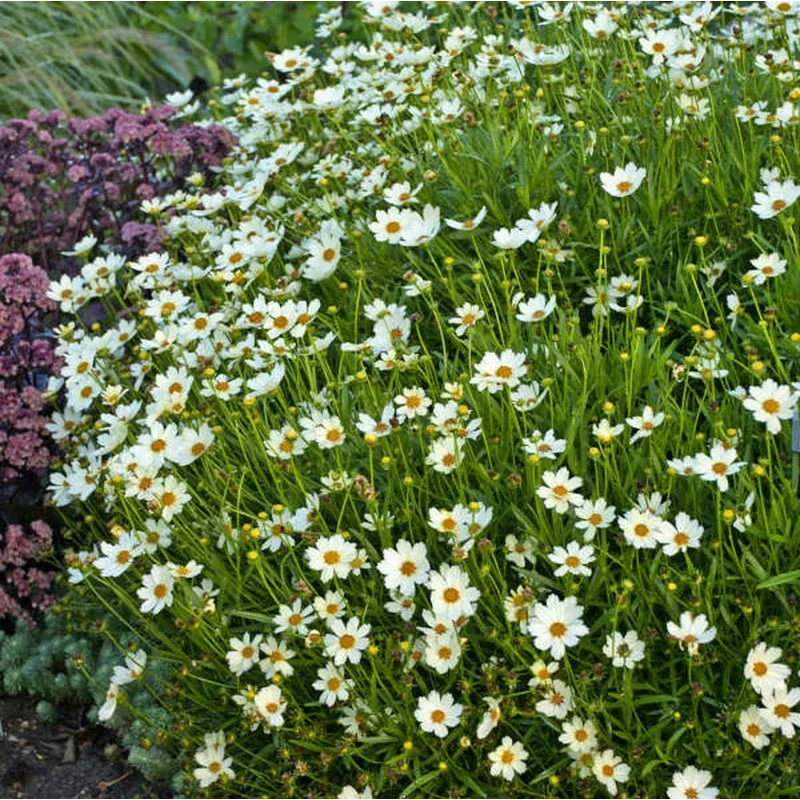 ‘Star Cluster’ Tickseed (Coreopsis)