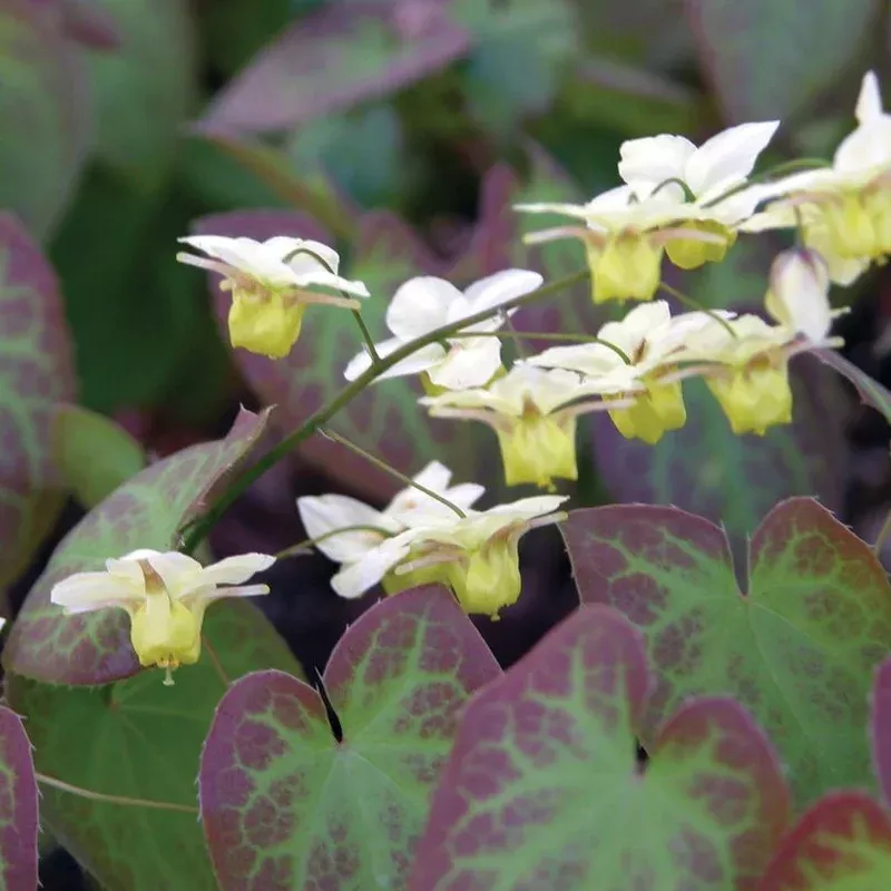 ‘Sulphureum’ Barrenwort (Epimedium)