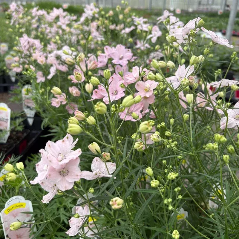 ‘Summer Morning’ Delphinium