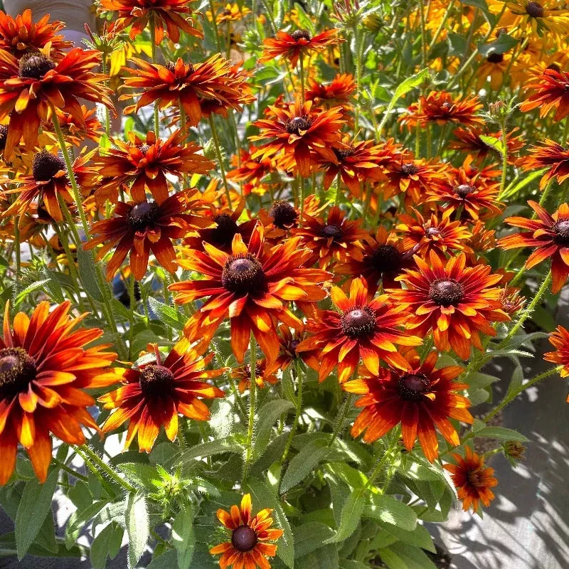 ‘Summer Sienna’ Sweet Coneflower (Rudbeckia)
