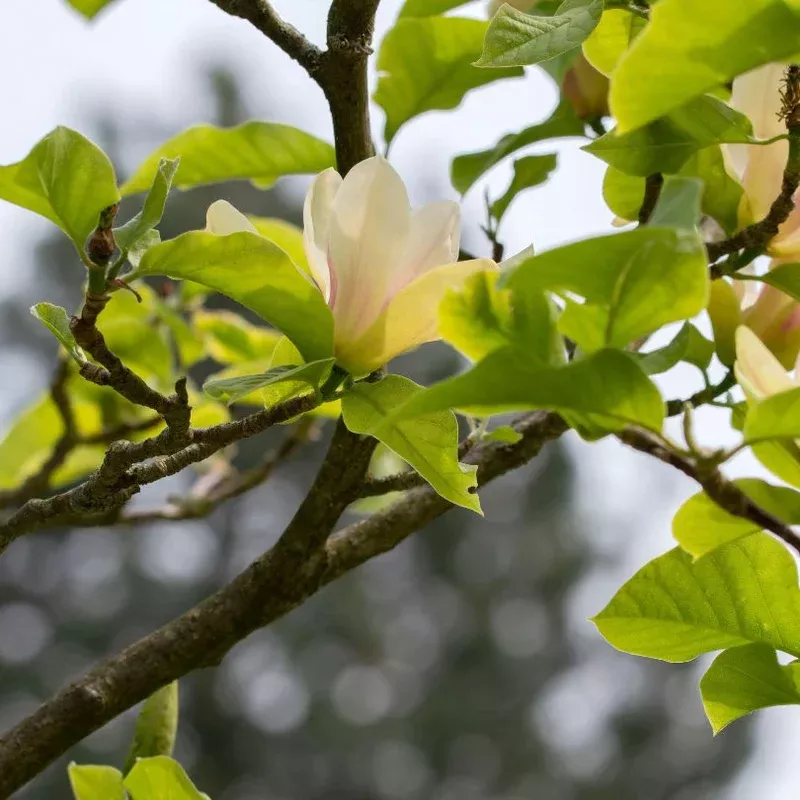 ‘Sunsation’ Magnolia