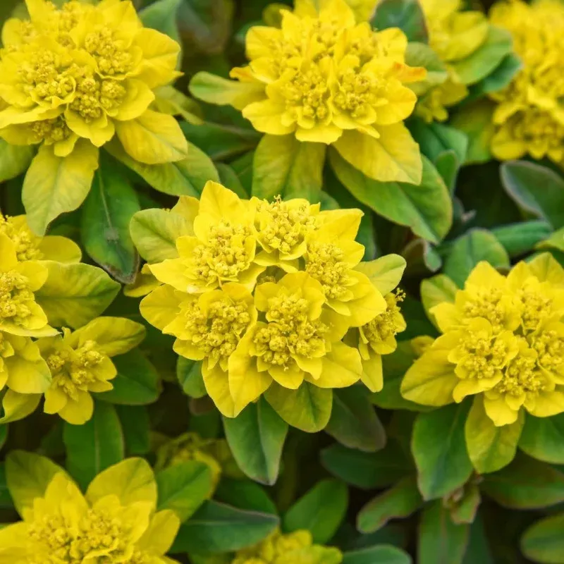 ‘Urge to Splurge’ Spurge (Euphorbia)