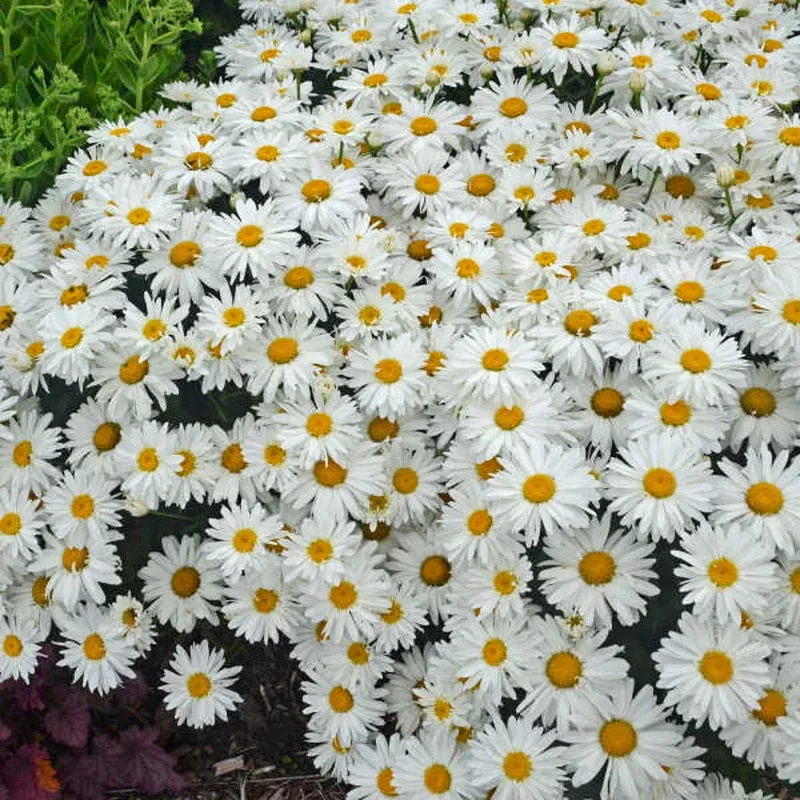 ‘Whoops-A-Daisy’ Shasta Daisy (Leucanthemum)