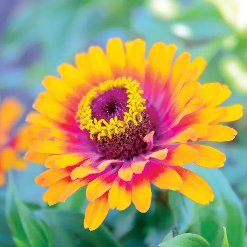 Zowie! Yellow Flame Zinnia