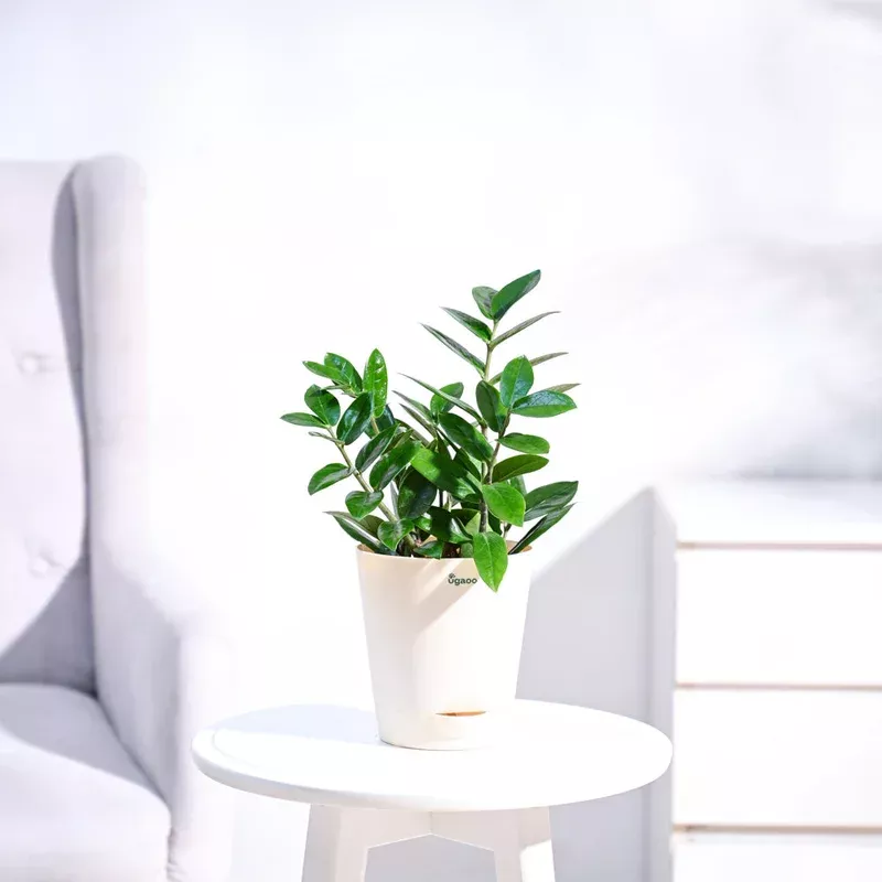ZZ Plant with Self Watering Pot
